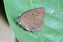 Image of Arhopala eumolphus (Stoll (1780))