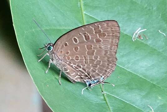 Image de Arhopala eumolphus (Stoll (1780))