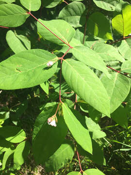 Image of flytrap dogbane