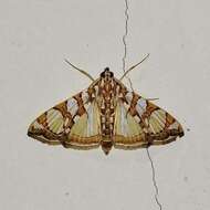 Image of Mulberry Leaftier Moth