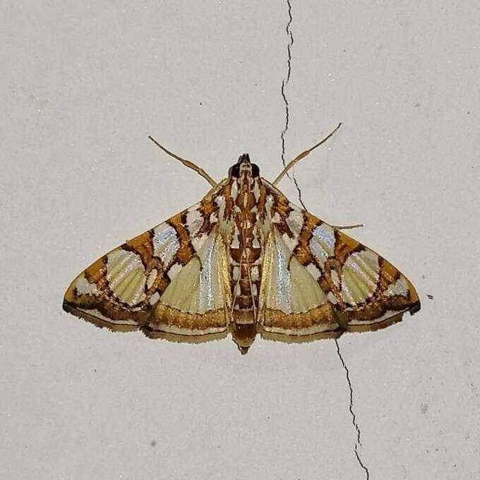 Image of Mulberry Leaftier Moth