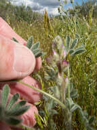 Image of bajada lupine