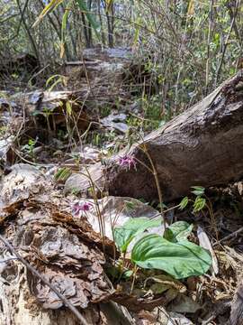 Image of <i>Epimedium grandiflorum</i> var. <i>thunbergianum</i>