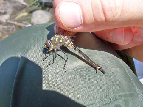 Image of Ocellated Emerald