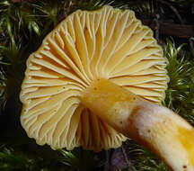 Image de Hygrocybe elegans E. Horak 1973