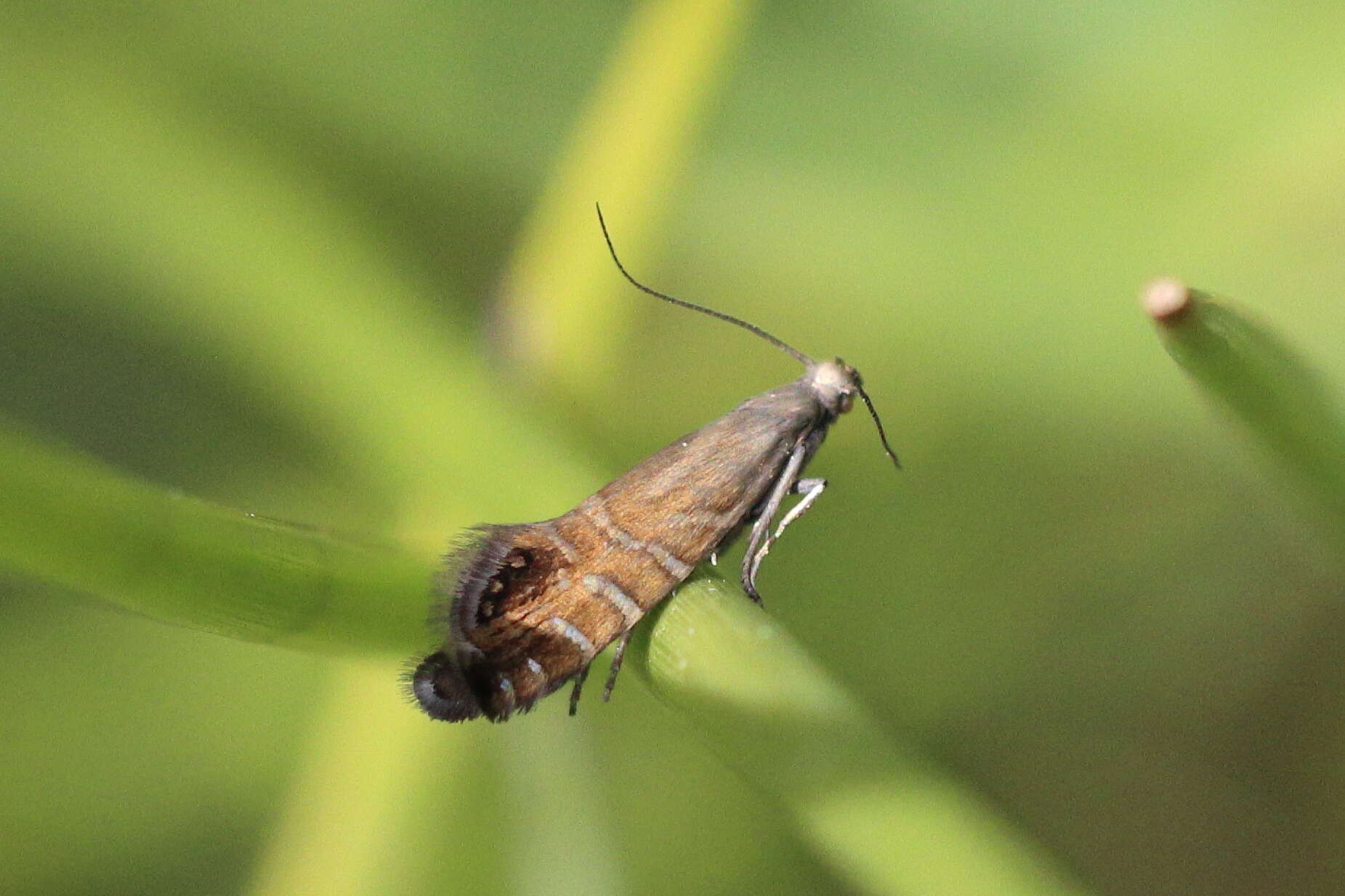 Слика од Glyphipterix thrasonella Scopoli 1763