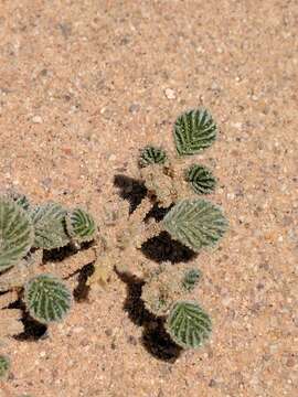 Image of fanleaf crinklemat