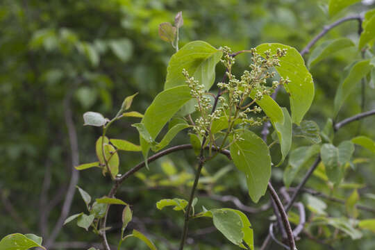 Image of Amur lilac