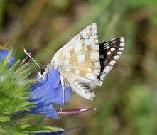 Image of Pyrgus cinarae Rambur 1838