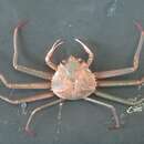Image of grooved Tanner crab