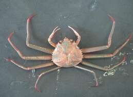 Image of grooved Tanner crab