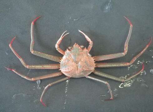 Image of grooved Tanner crab