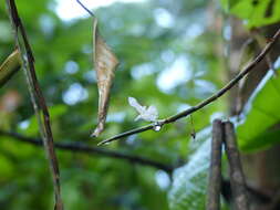 Plancia ëd Ischnosiphon centricifolius L. Andersson