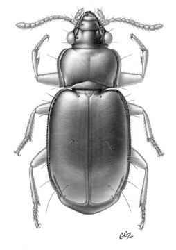 Image of Tachymenis