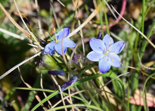 Image of Chamaescilla corymbosa var. corymbosa