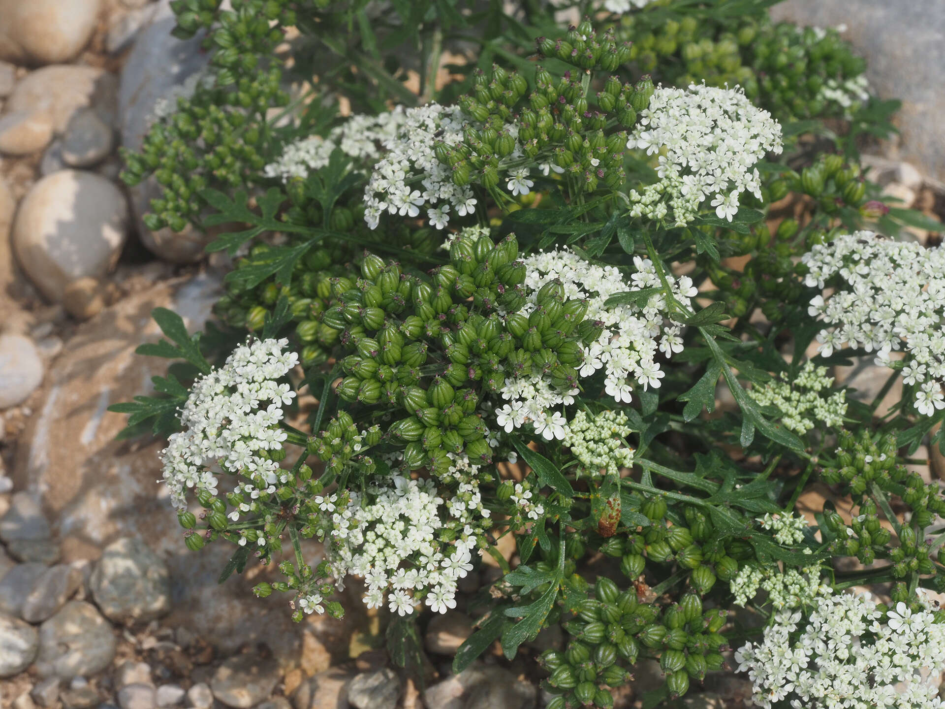 Image of Aethusa cynapium subsp. agrestis (Wallr.) Dostál