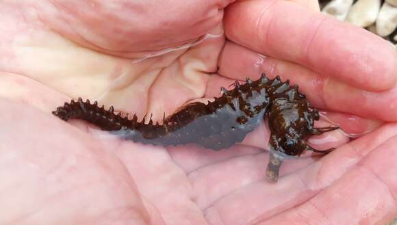 Image of Long-snouted Seahorse