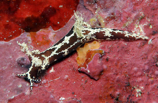 Image of Trapania euryeia Gosliner & Fahey 2008