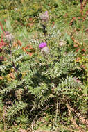 Image of Cirsium pugnax Somm. & Levier