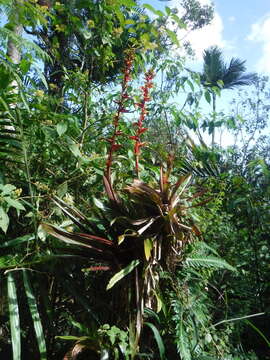 صورة Guzmania ekmanii (Harms) Harms ex Mez