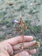 Image of Campanula komarovii Maleev