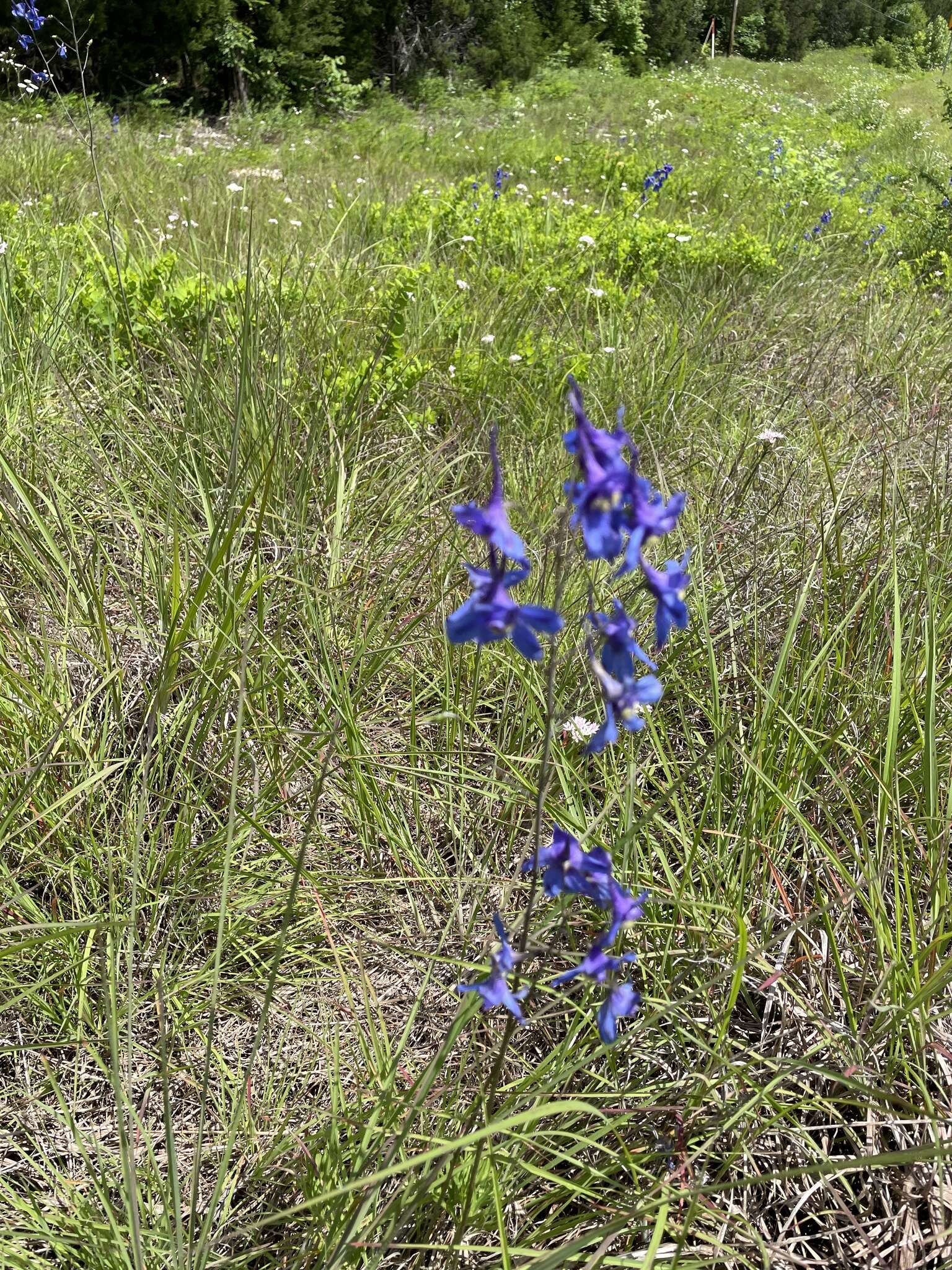 Delphinium treleasei Bush的圖片