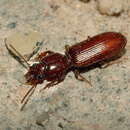 Image de Clivina (Clivina) ypsilon Dejean 1830