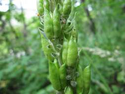 Imagem de Aconitum desoulavyi Komarov