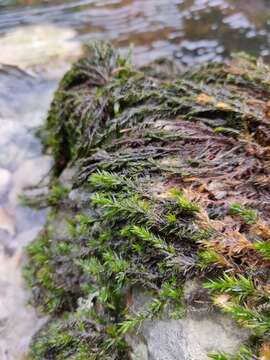 Image of fountain lattice moss