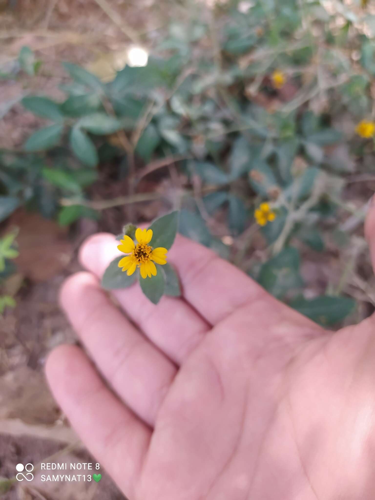 Image of Tridax dubia Rose