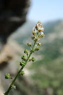 Image of Reseda globulosa Fisch. & C. A. Mey.