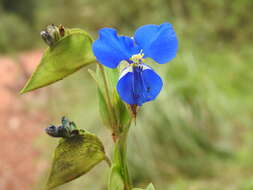 Image of commelina