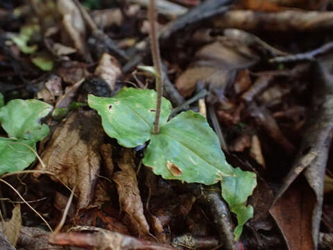 Image of Kidneyleaf twayblade