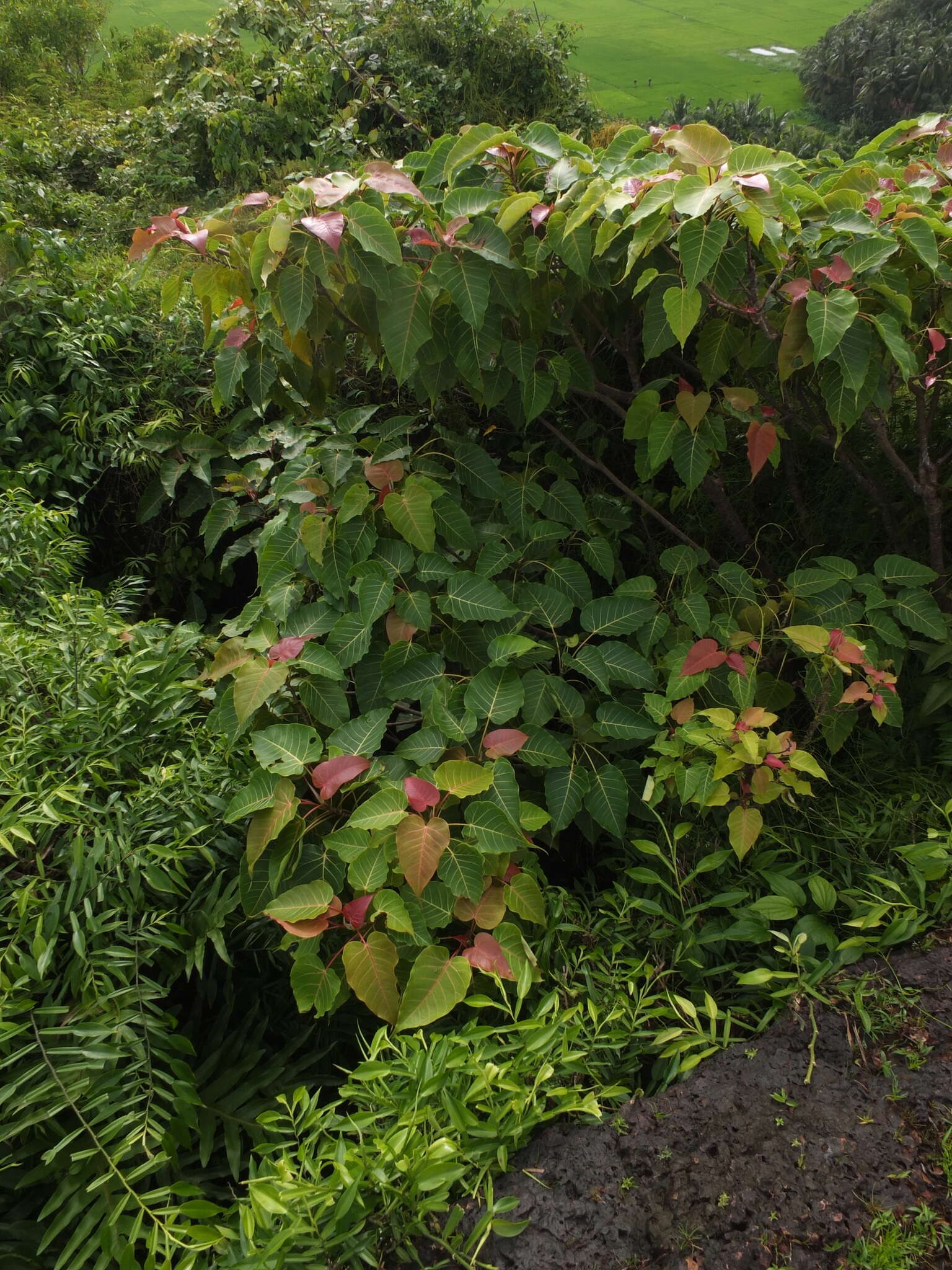 Image of Ficus arnottiana (Miq.) Miq.