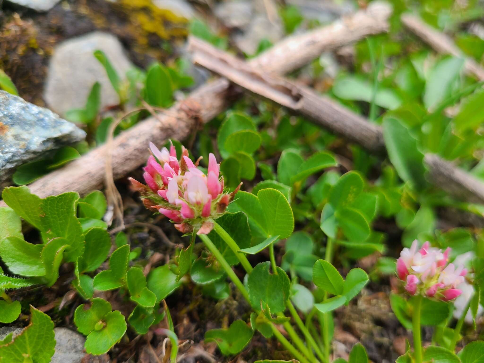 Plancia ëd Trifolium thalii Vill.