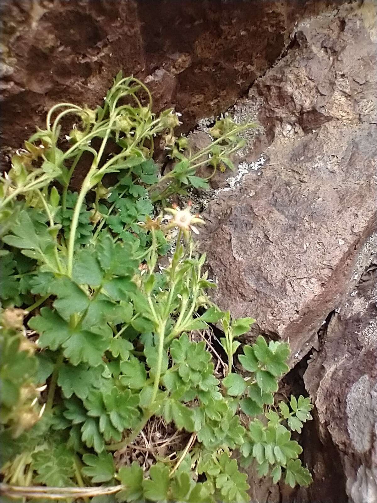 Ivesia baileyi var. beneolens (Nelson & J. F. Macbr.) B. Ertter的圖片