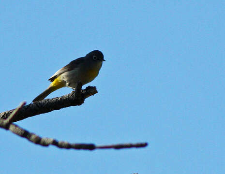 Image of Virginia's Warbler