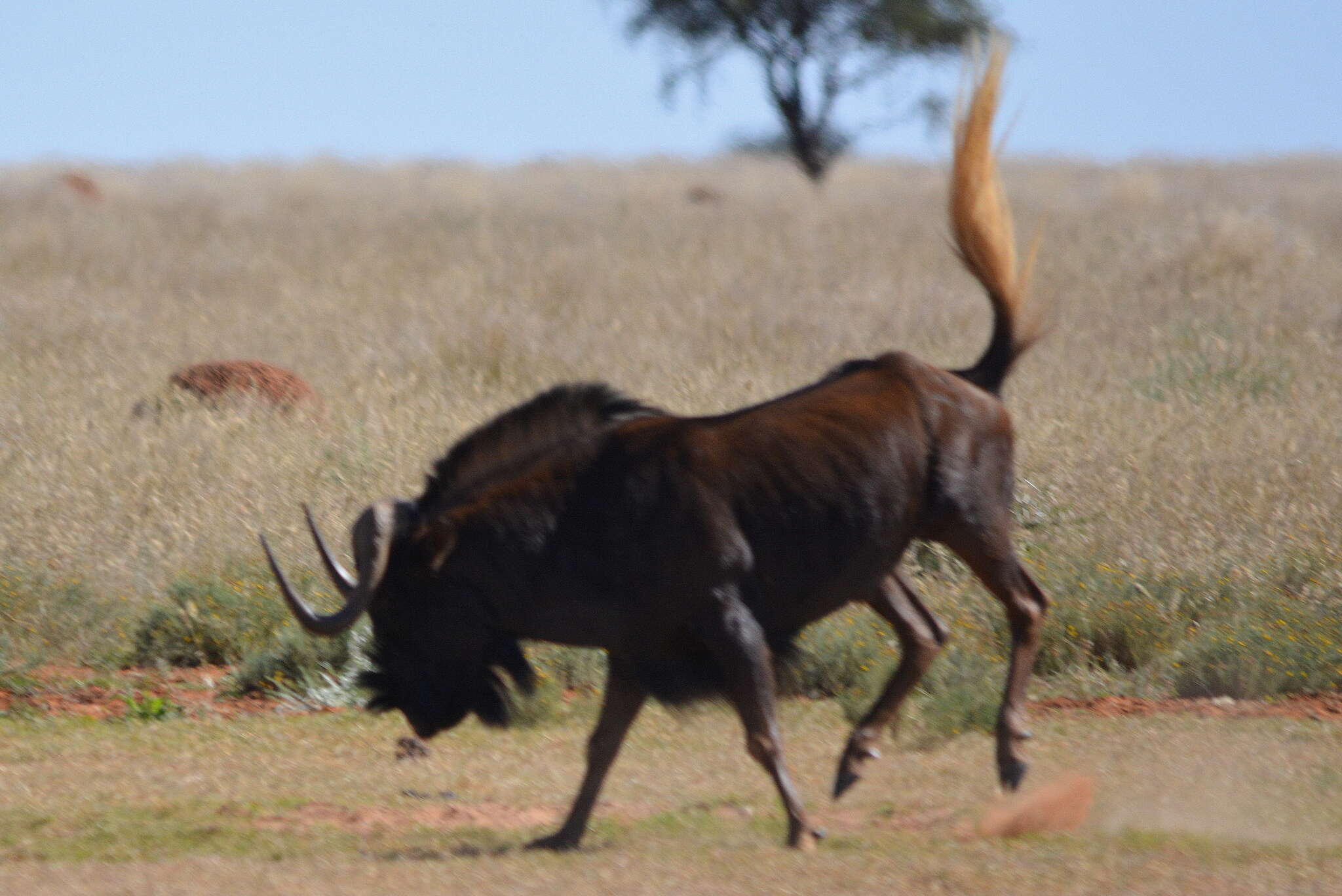 Image of Black Wildebeest