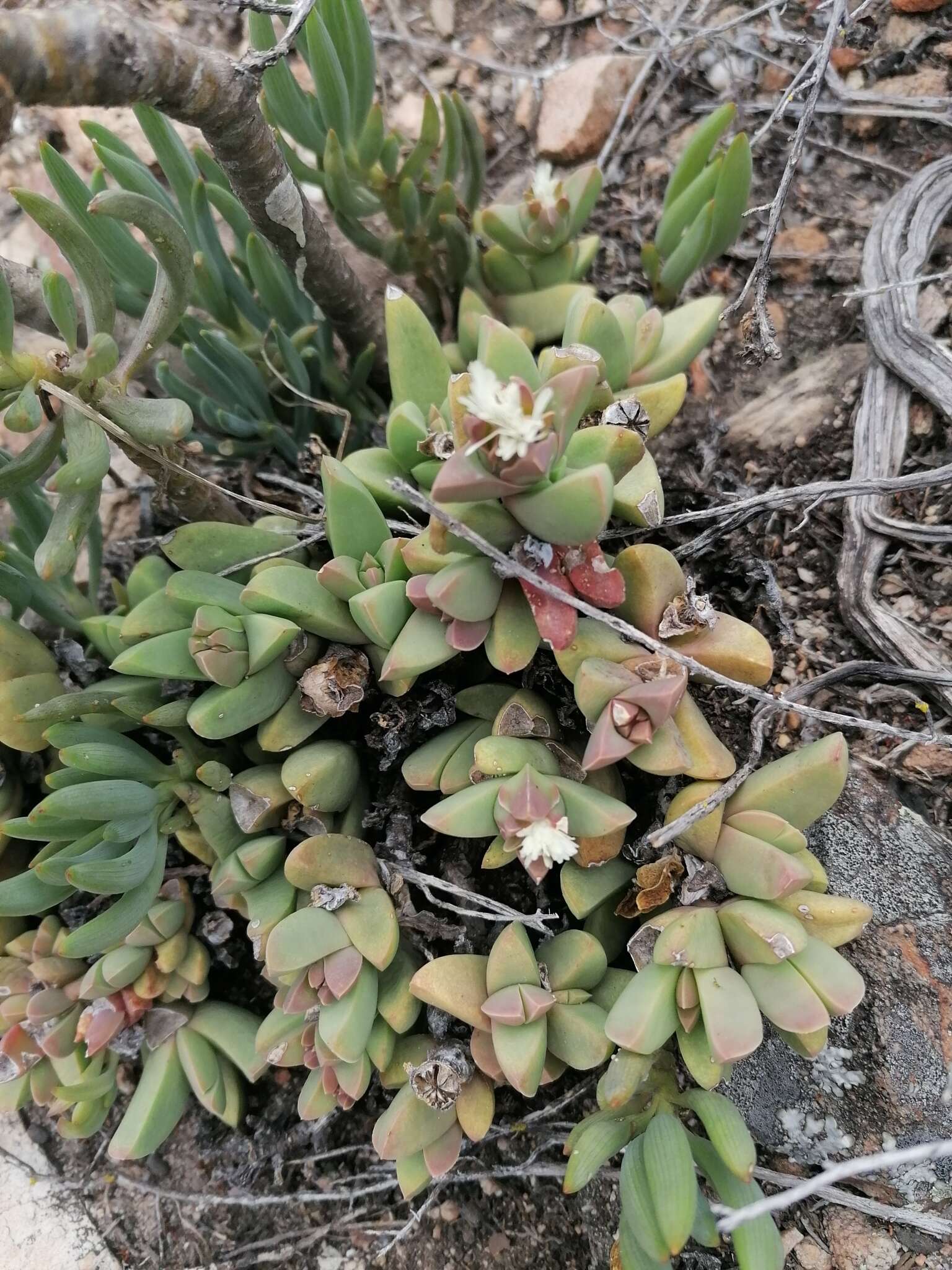 Image of Corpuscularia lehmannii (Eckl. & Zeyh.) Schwant.