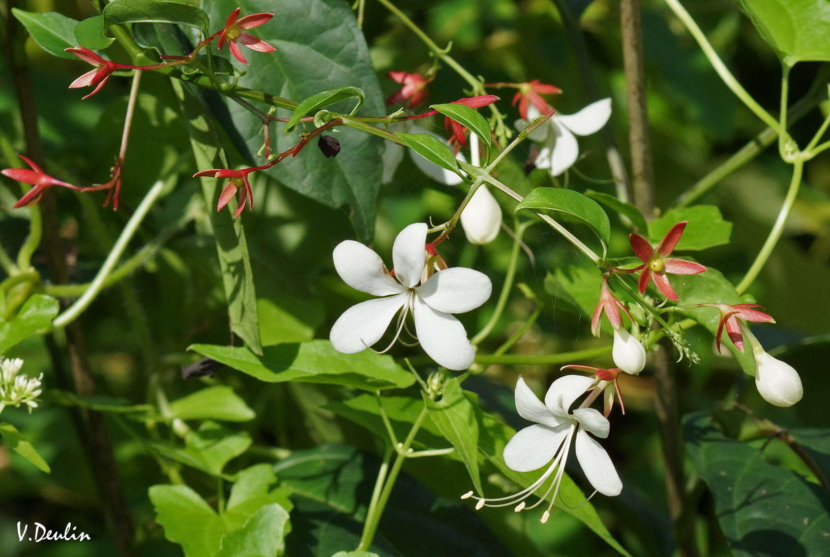 Image of Clerodendrum schmidtii C. B. Clarke