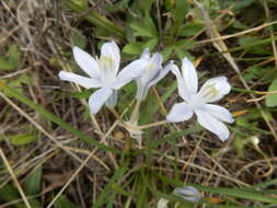 Image of blue funnel lily