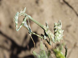 Image de Empusa pennicornis Pallas 1773