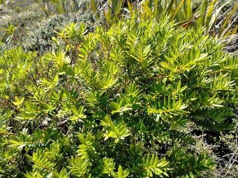 Sivun Veronica diosmifolia R. Cunn. kuva