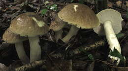 Image of Boletus atkinsonii Peck 1905