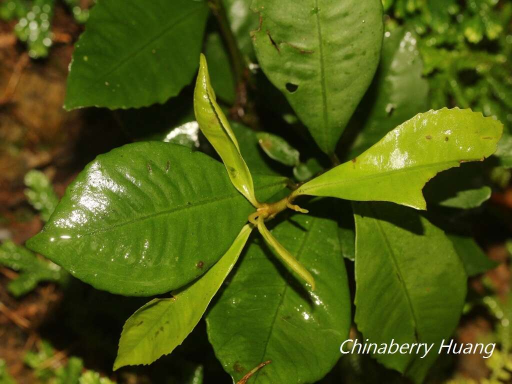 صورة Ardisia chinensis Benth.