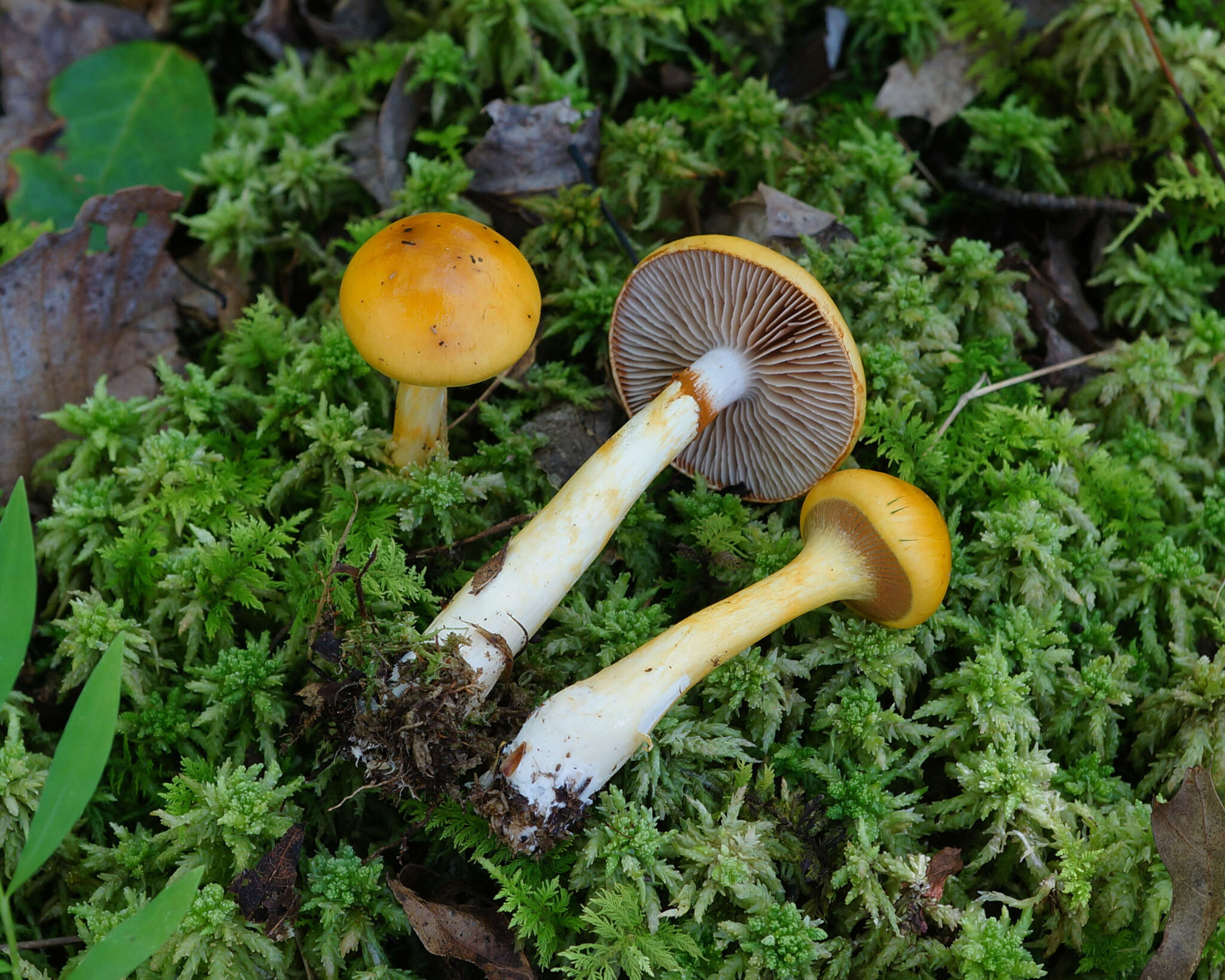 Imagem de Cortinarius delibutus Fr. 1838