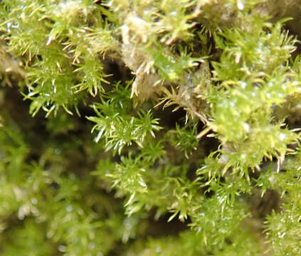 Image of eucladium moss