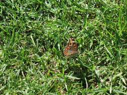 Image of Meadow Argus