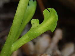 Imagem de Botrychium montanum Wagner