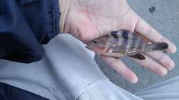 Image of Banded reef-cod